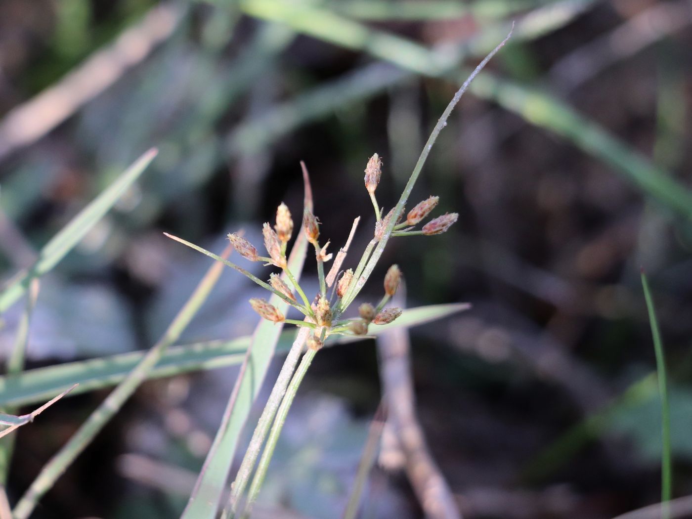 Изображение особи Fimbristylis dichotoma.