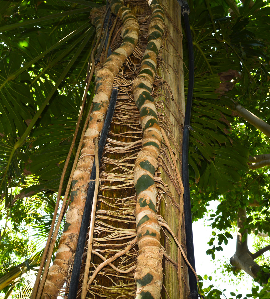 Изображение особи Monstera deliciosa.