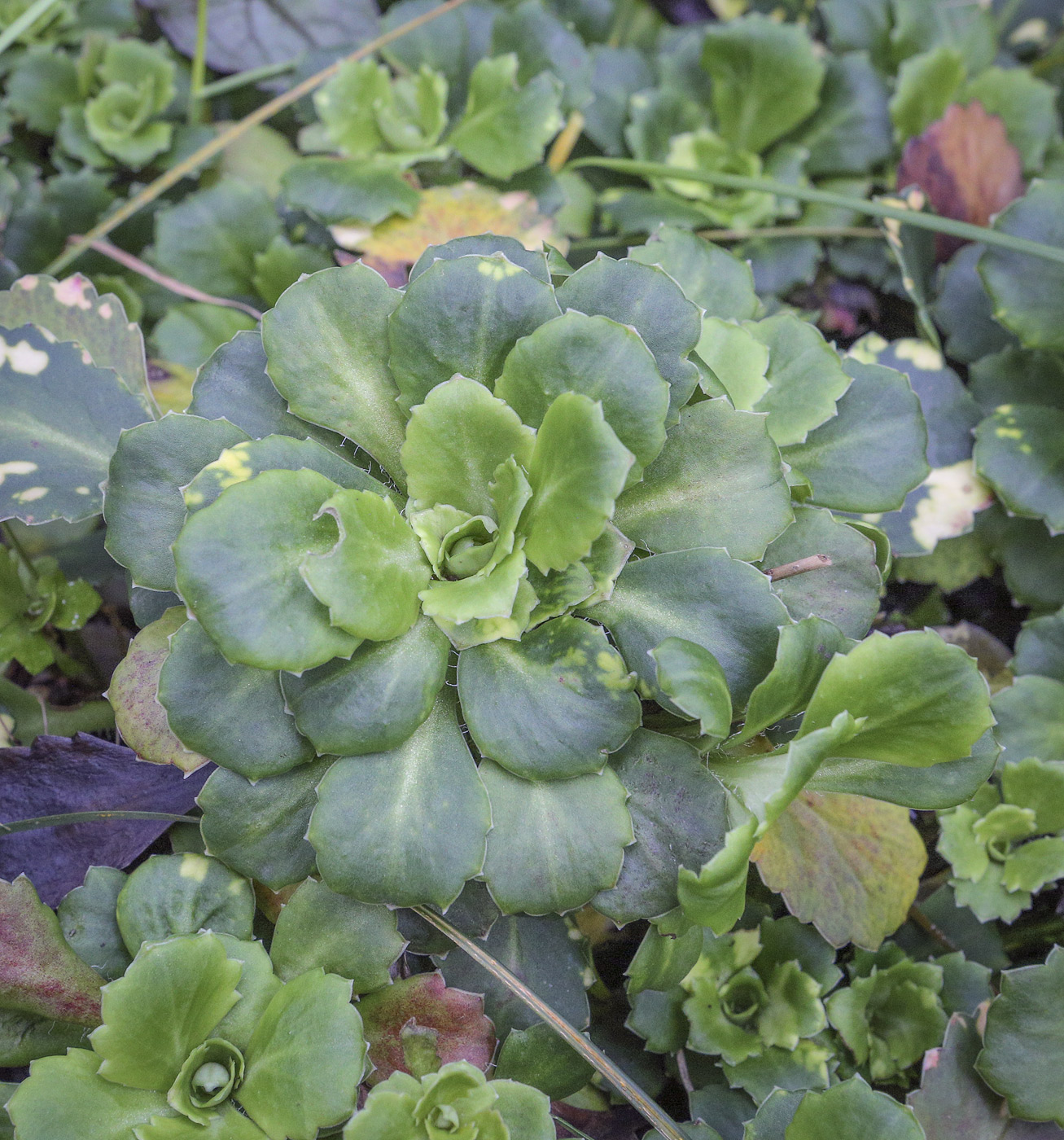 Изображение особи Saxifraga umbrosa.