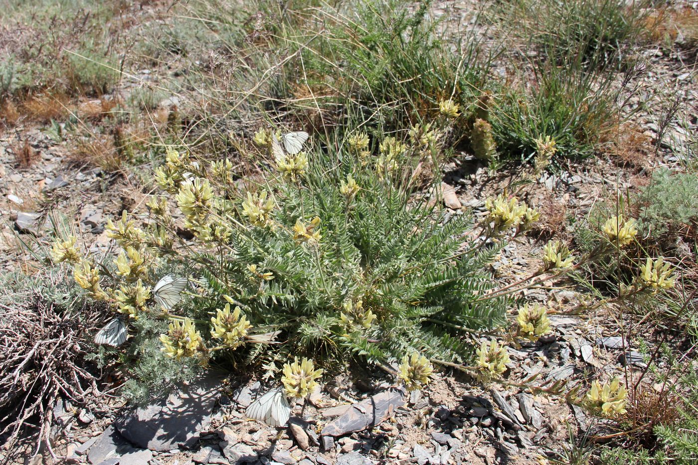 Изображение особи Oxytropis macrocarpa.