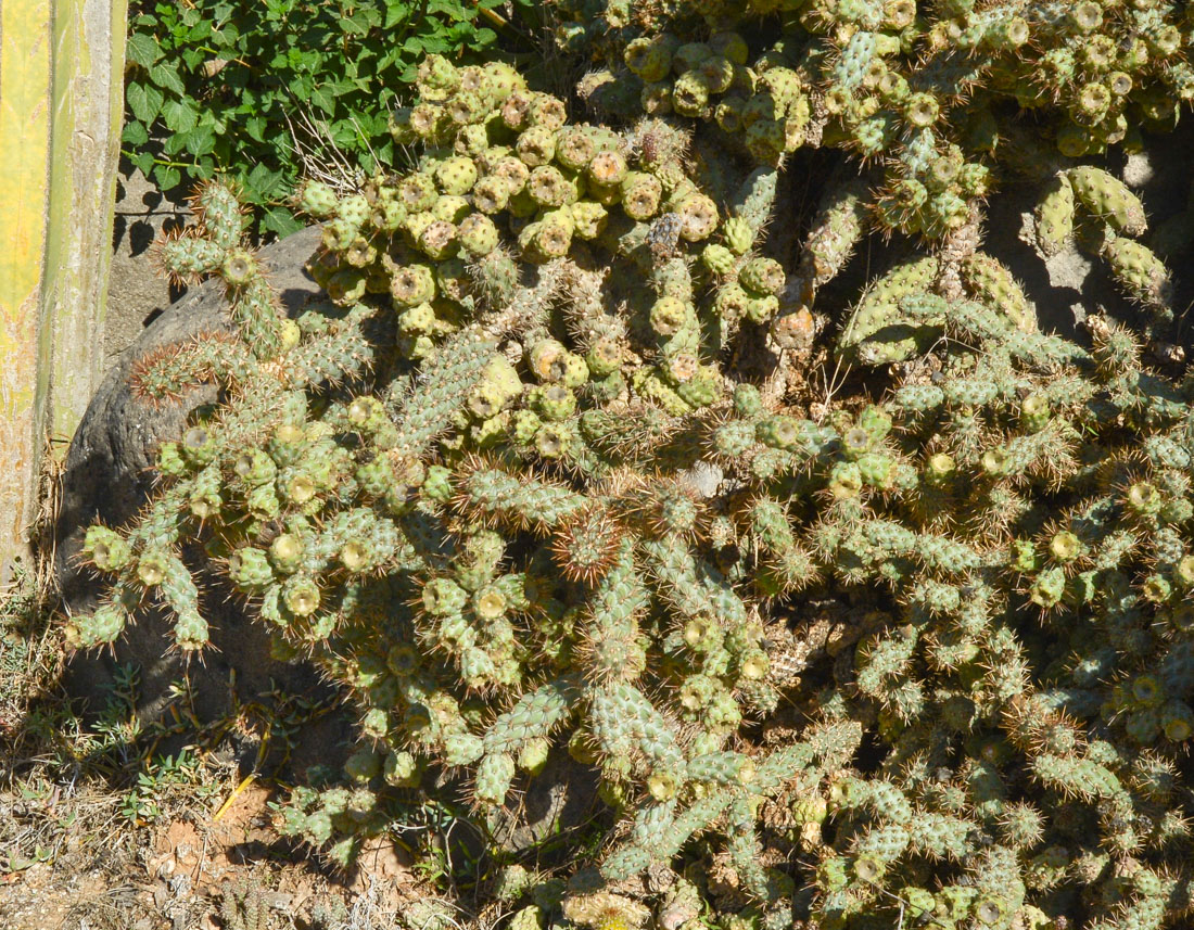 Изображение особи Cylindropuntia cholla.