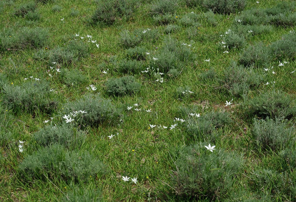 Image of Ornithogalum navaschinii specimen.