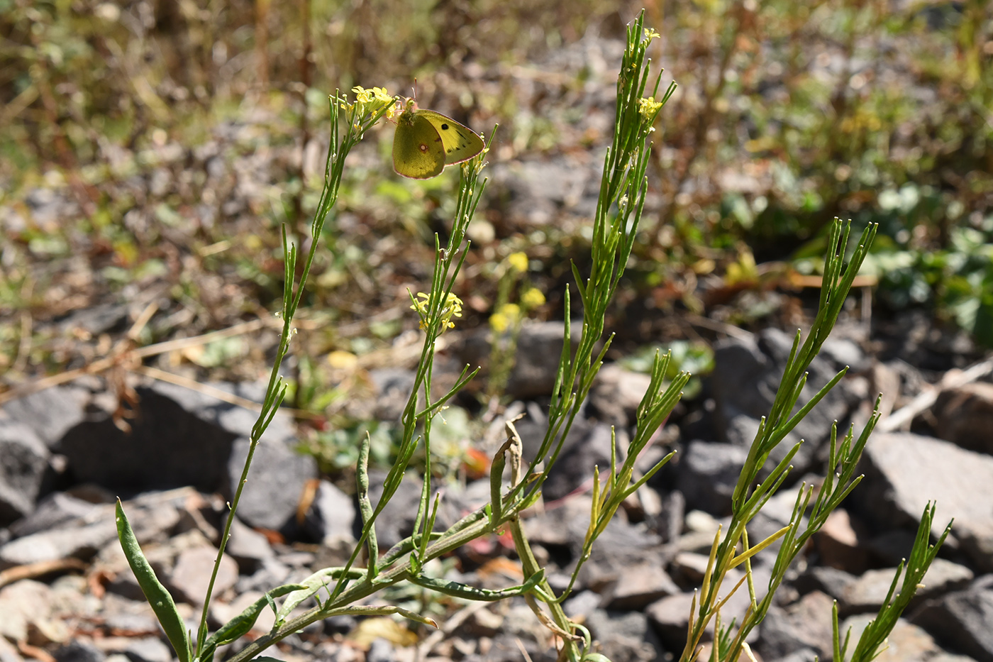 Image of Erysimum hieraciifolium specimen.