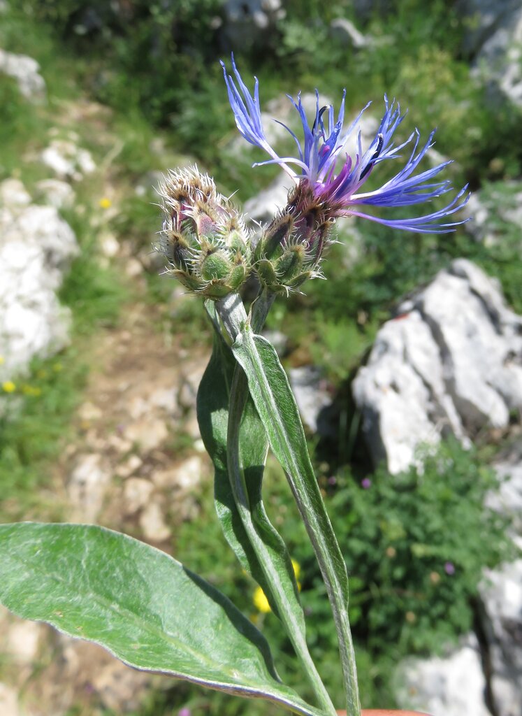 Изображение особи Centaurea adscendens.