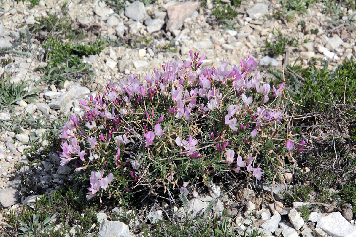 Image of Onobrychis cornuta specimen.