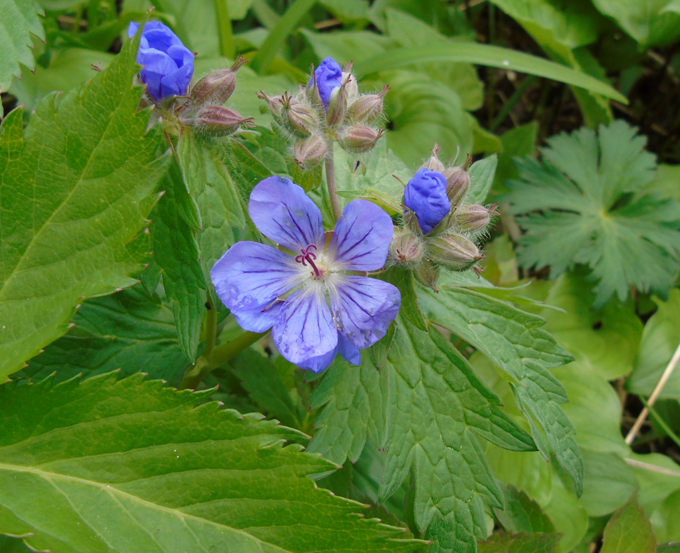 Image of Geranium erianthum specimen.