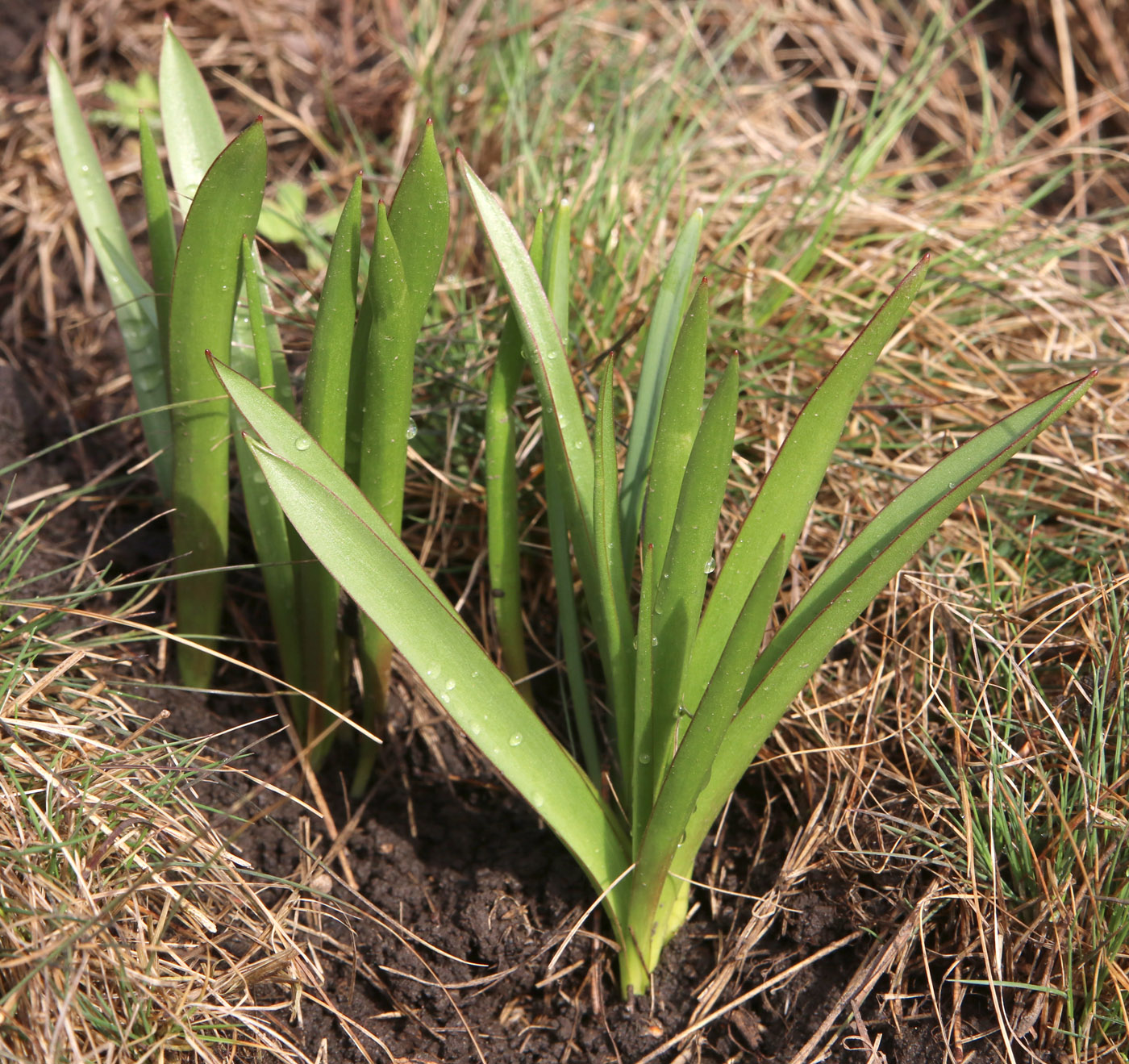 Изображение особи Tulipa tarda.