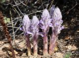 Orobanche coerulescens. Цветущие растения и часть сухого прошлогоднего цветоноса (паразитируют на Artemisia santolinifolia). Алтай, Кош-Агачский р-н, Курайская степь, окр. р. Тыдтугем, каменистый склон. 16 июня 2022 г.