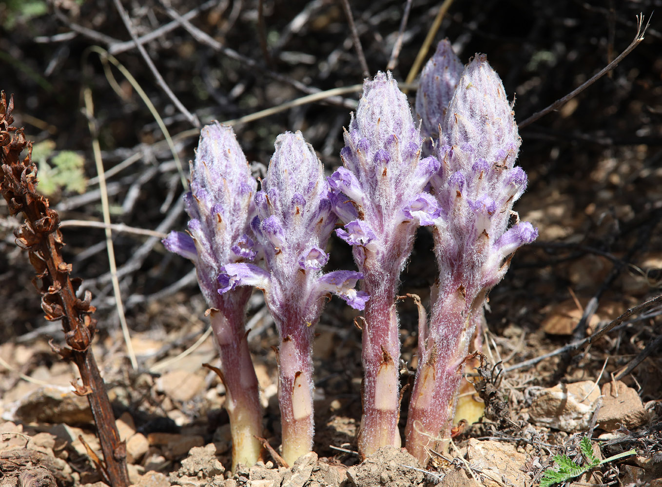 Image of Orobanche coerulescens specimen.