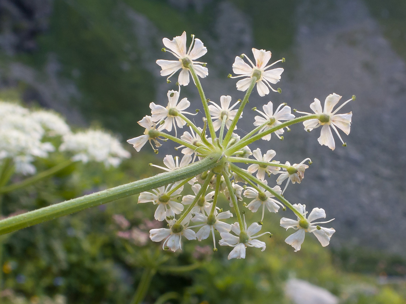 Изображение особи Heracleum freynianum.