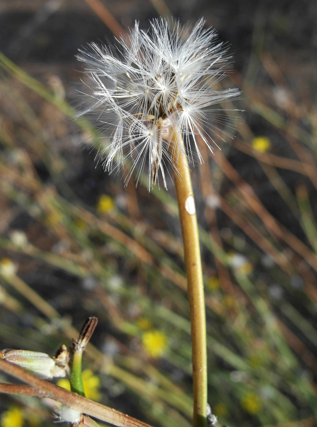 Image of Chondrilla juncea specimen.