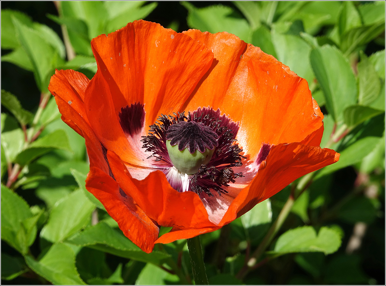 Image of Papaver setiferum specimen.