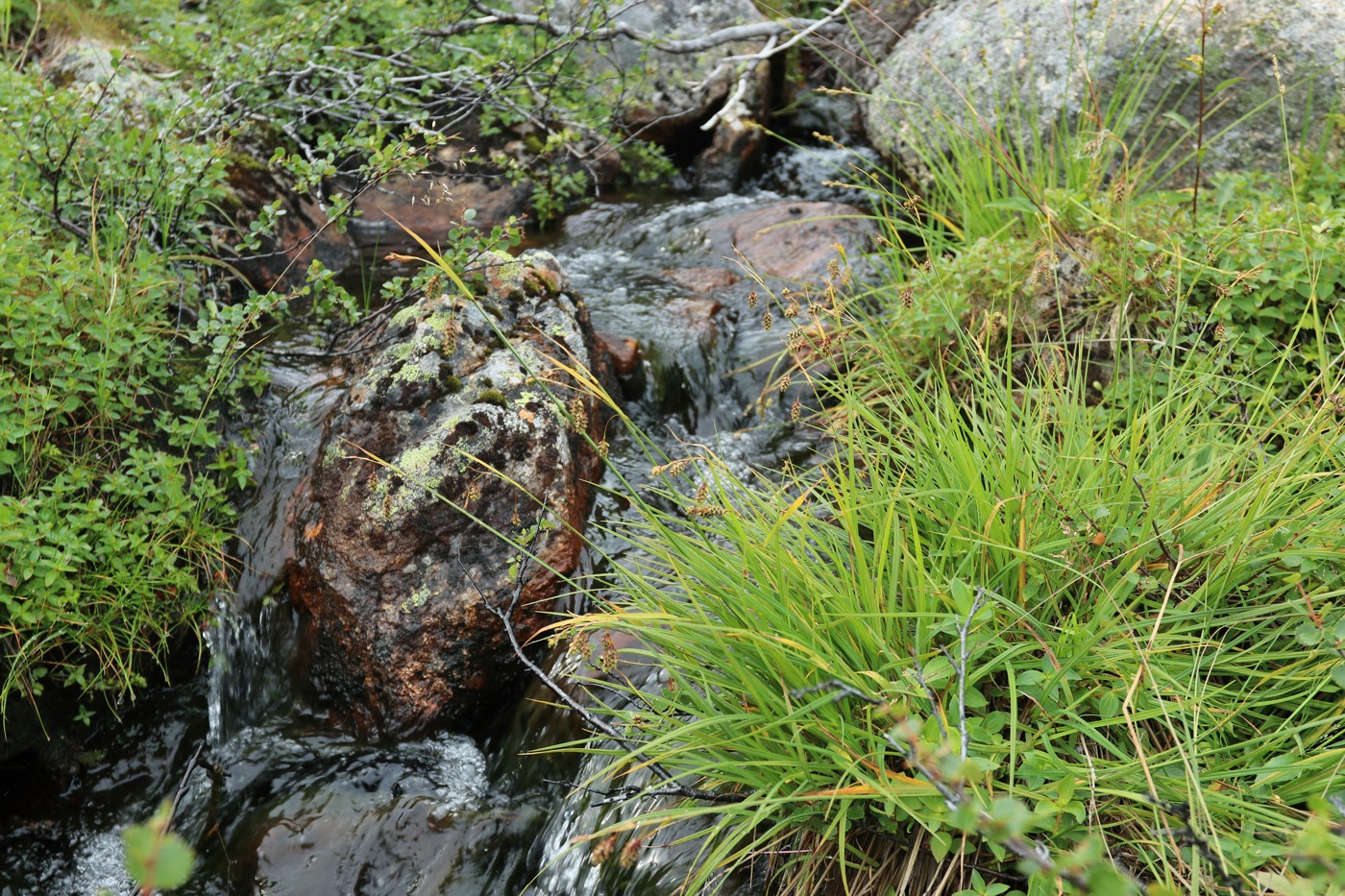 Image of Carex paupercula specimen.