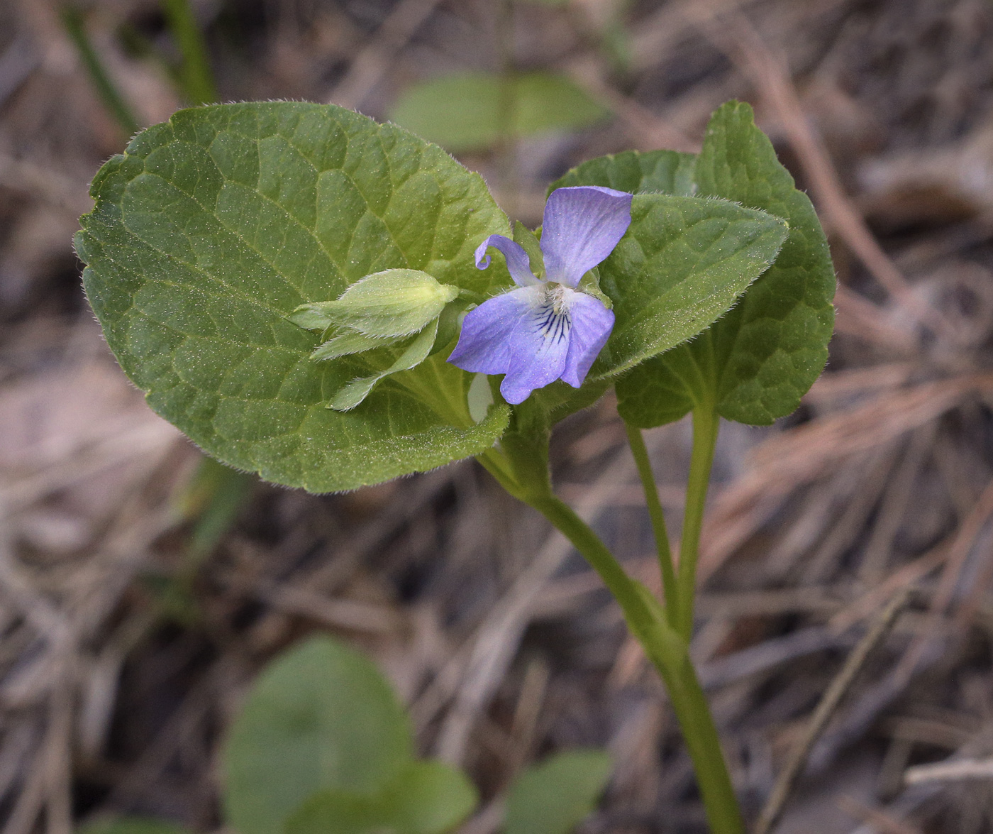 Изображение особи Viola mirabilis.