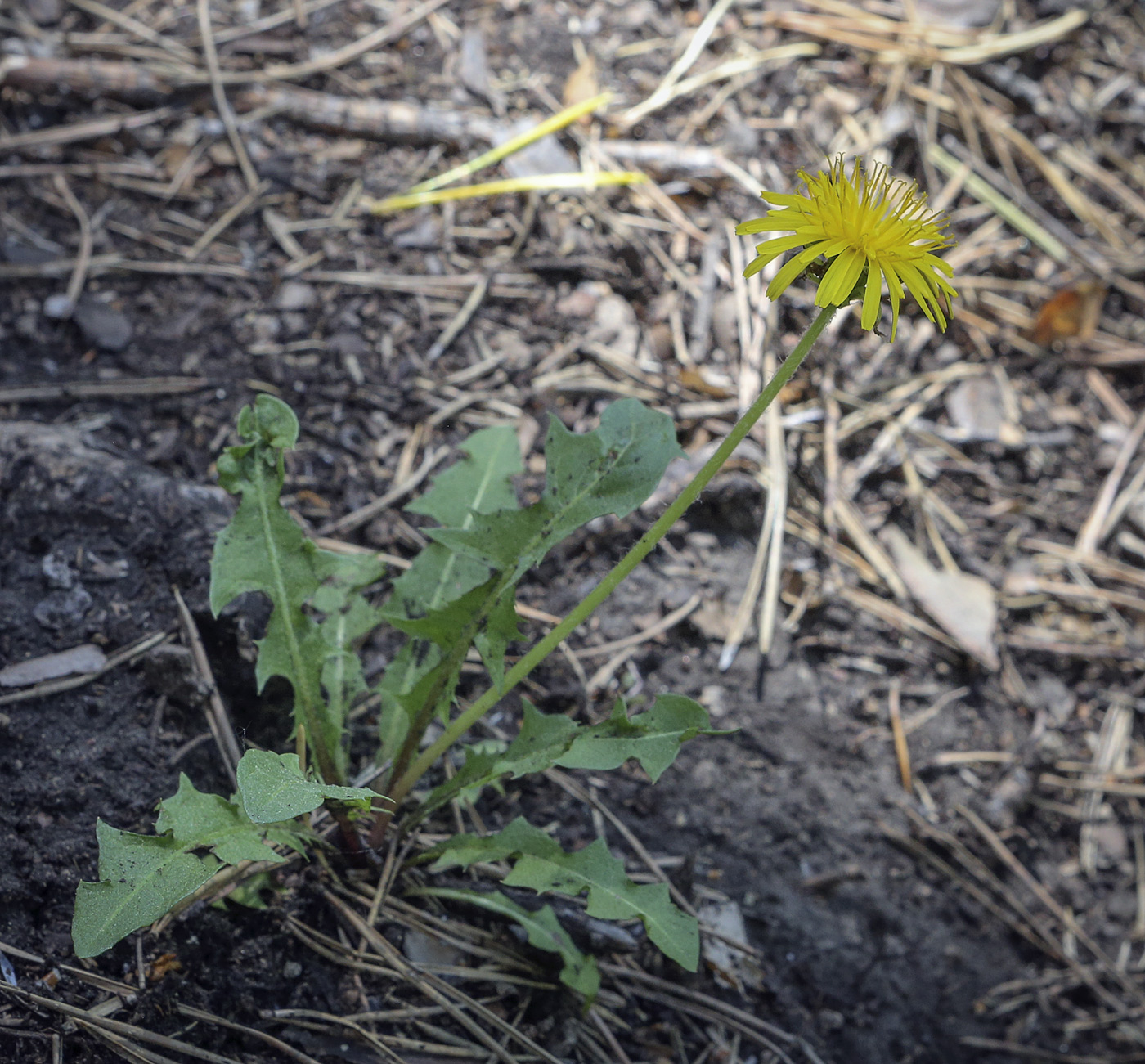 Изображение особи Taraxacum officinale.