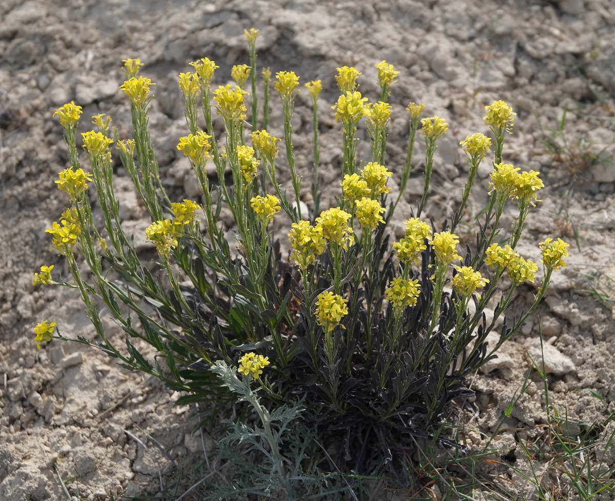 Изображение особи Erysimum cuspidatum.