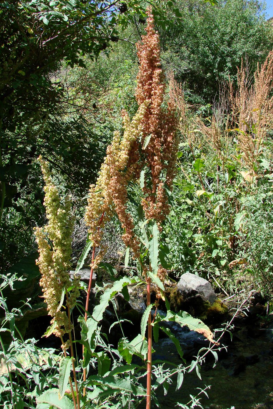 Image of Rumex crispus specimen.