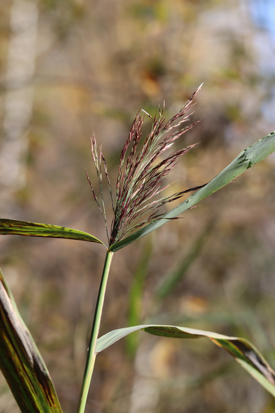 Изображение особи Phragmites australis.