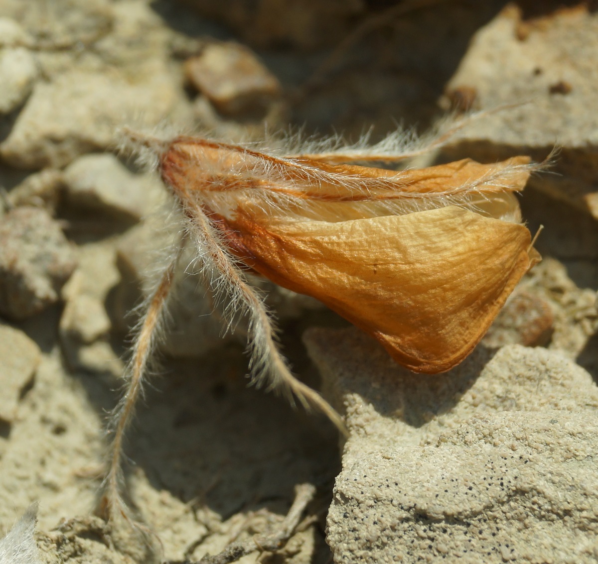 Image of Hedysarum candidum specimen.