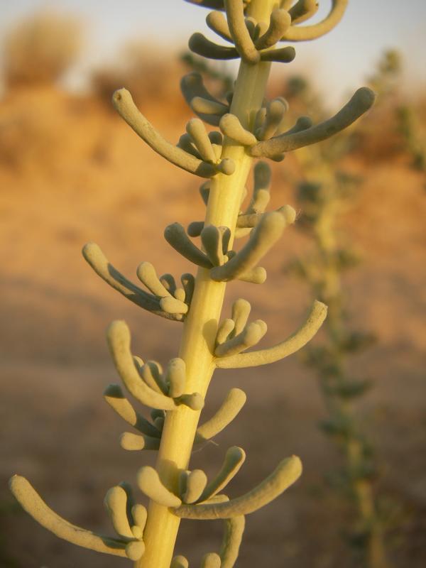 Изображение особи Salsola foliosa.