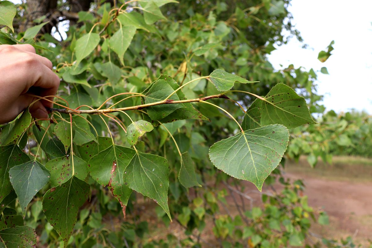 Image of Populus nigra specimen.