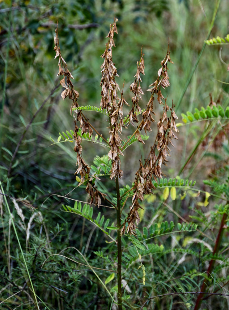 Image of Astragalus galegiformis specimen.