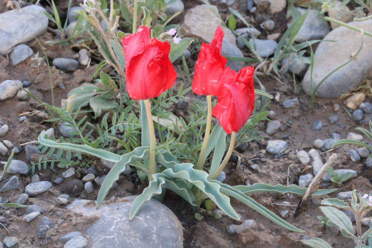 Image of Tulipa korolkowii specimen.