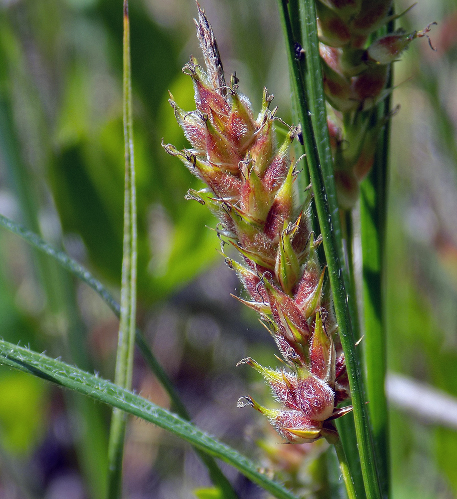 Изображение особи Carex hirta.