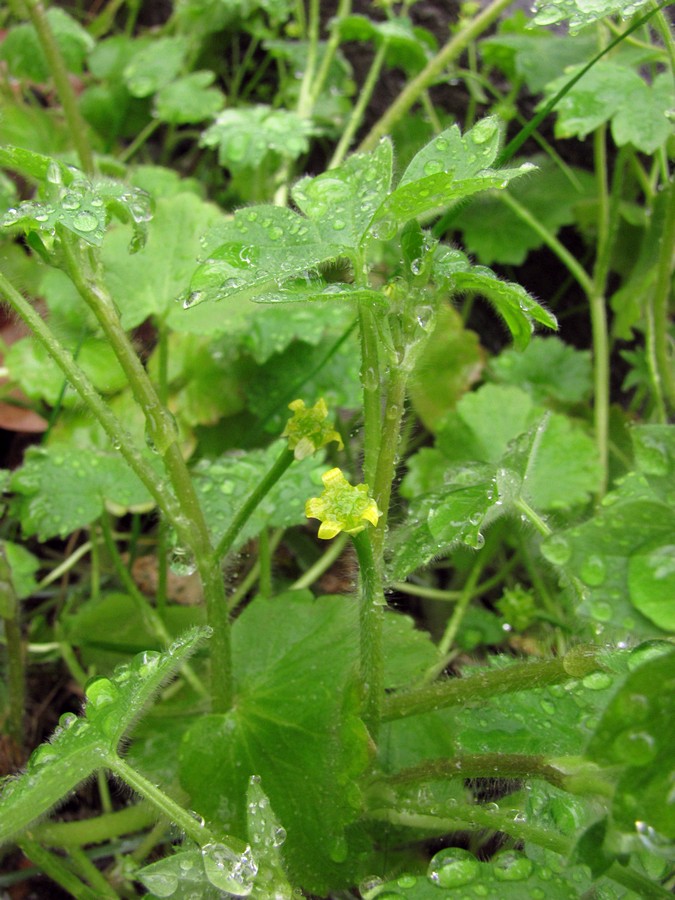 Image of Ranunculus chius specimen.