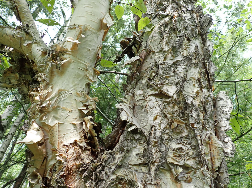 Image of Betula costata specimen.