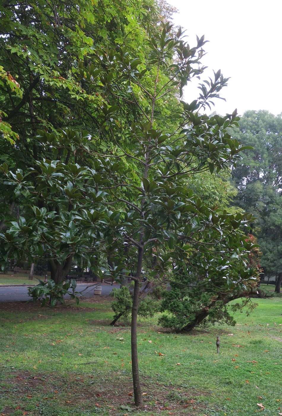 Image of Magnolia grandiflora specimen.