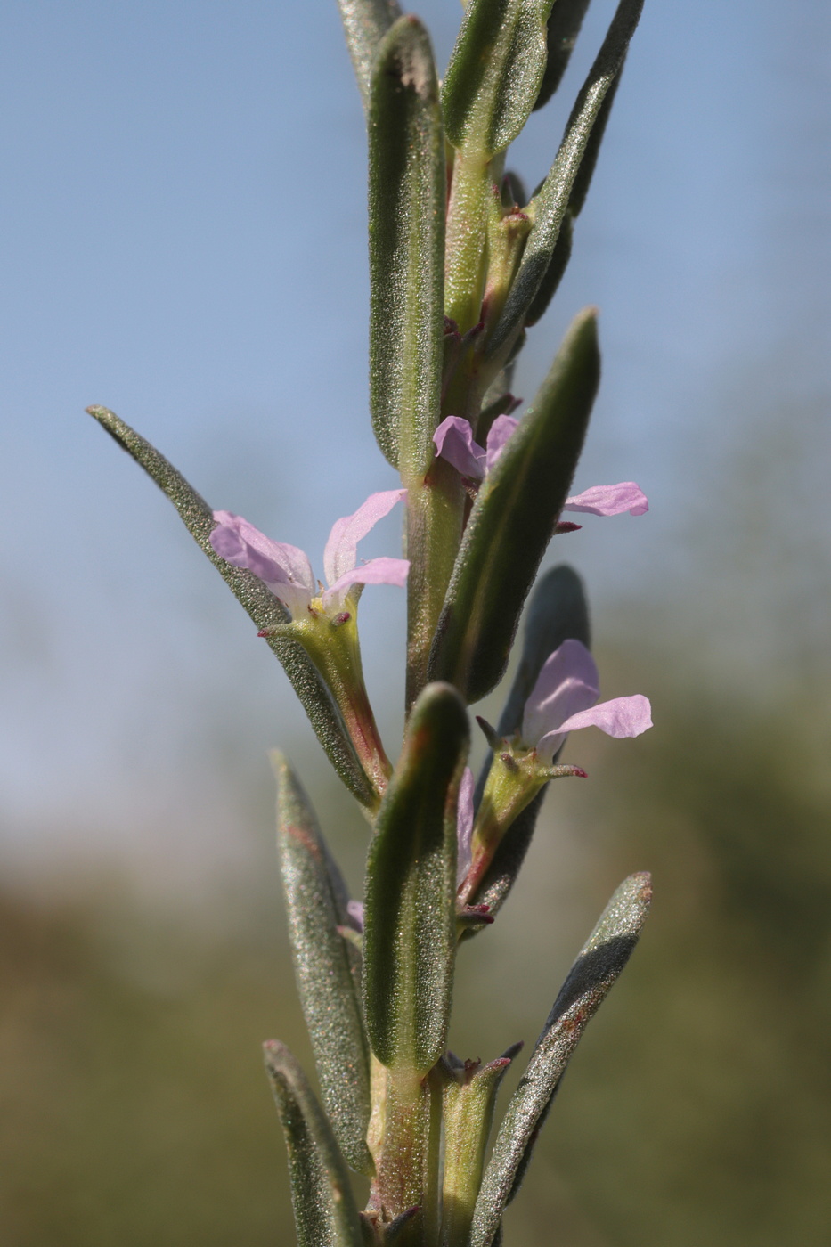 Изображение особи Lythrum thymifolia.