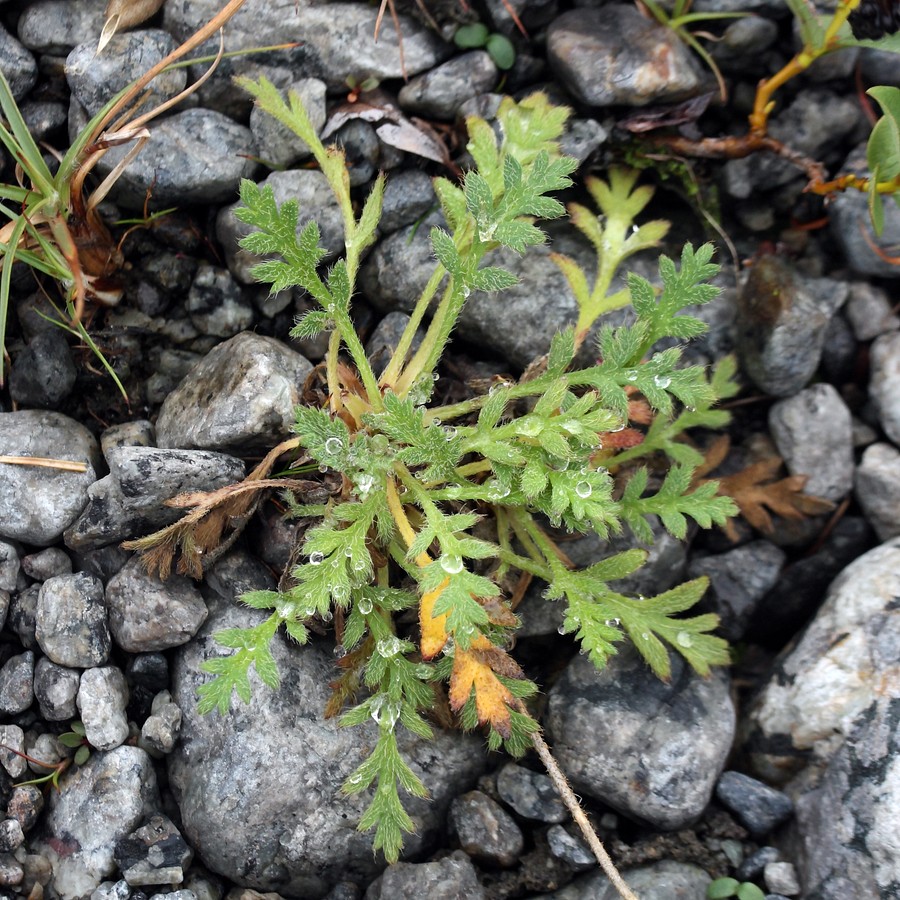 Изображение особи Papaver tolmachevii.