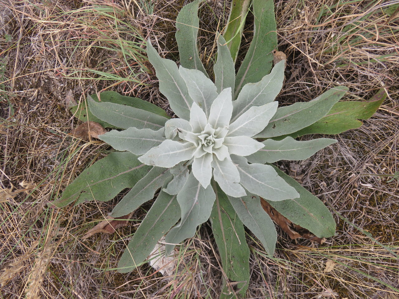 Image of Verbascum dieckianum specimen.