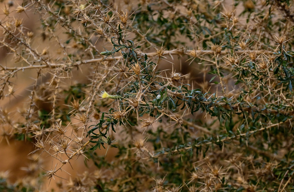 Изображение особи Carthamus fruticosus.