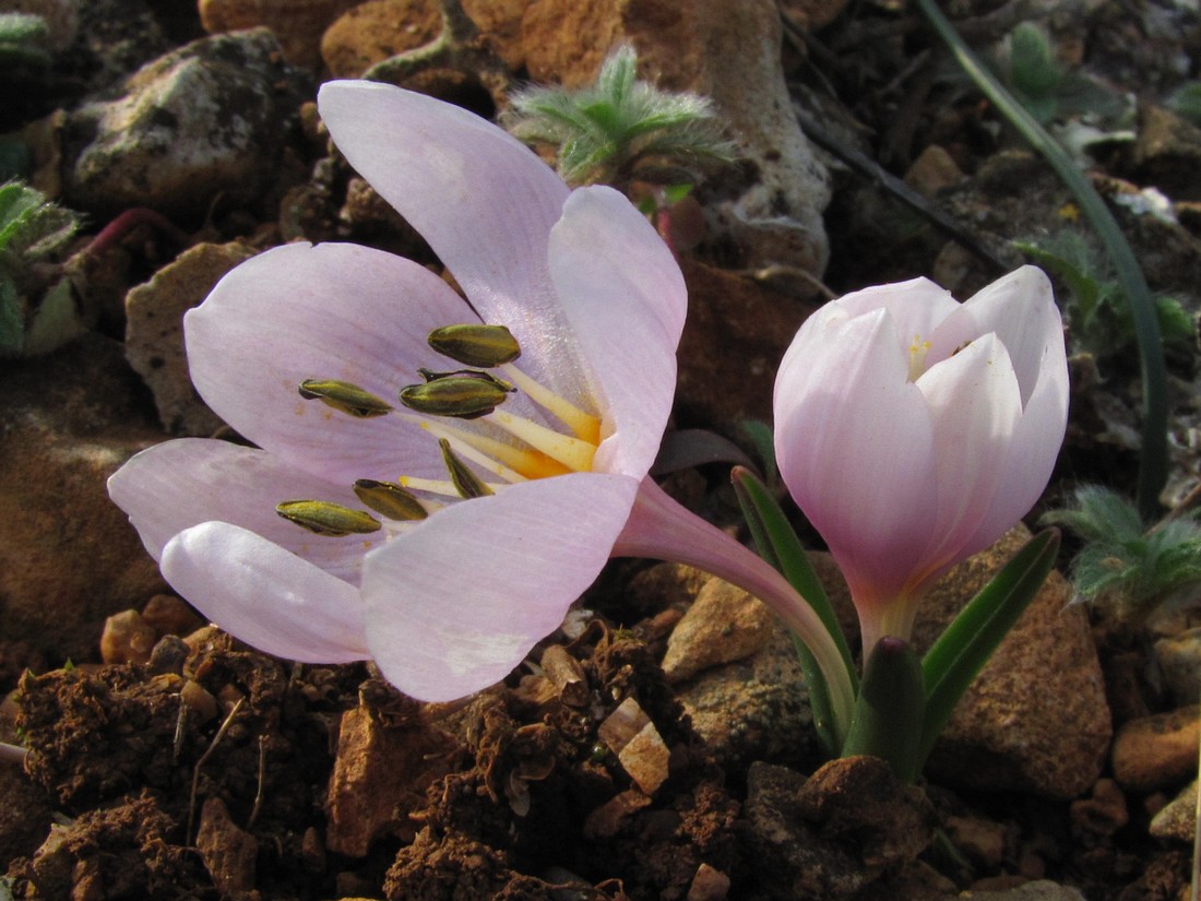 Image of Colchicum triphyllum specimen.