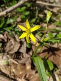 Gagea lutea. Цветок. Краснодарский край, г/о Сочи, Адлерский р-н, окр. пгт Красная поляна, экотропа «Кругозор Ефремова», склон горы, широколиственный лес. 09.04.2022.