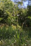 Ophrys apifera. Цветущие растения. Крым, Байдарская долина, поляна в лиственном лесу. 02.06.2024.