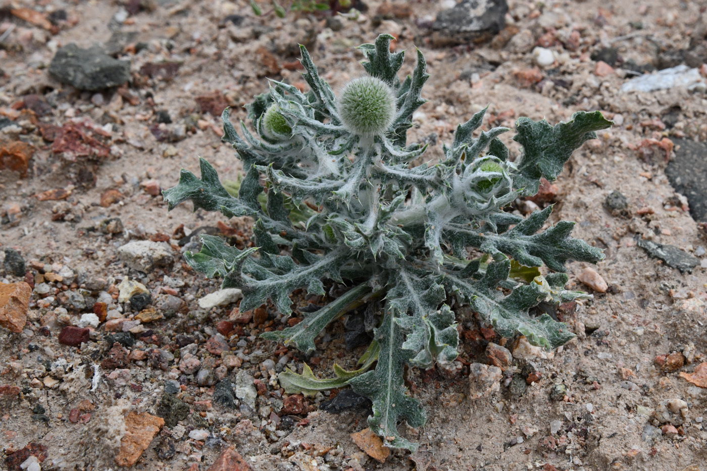 Image of Echinops nanus specimen.