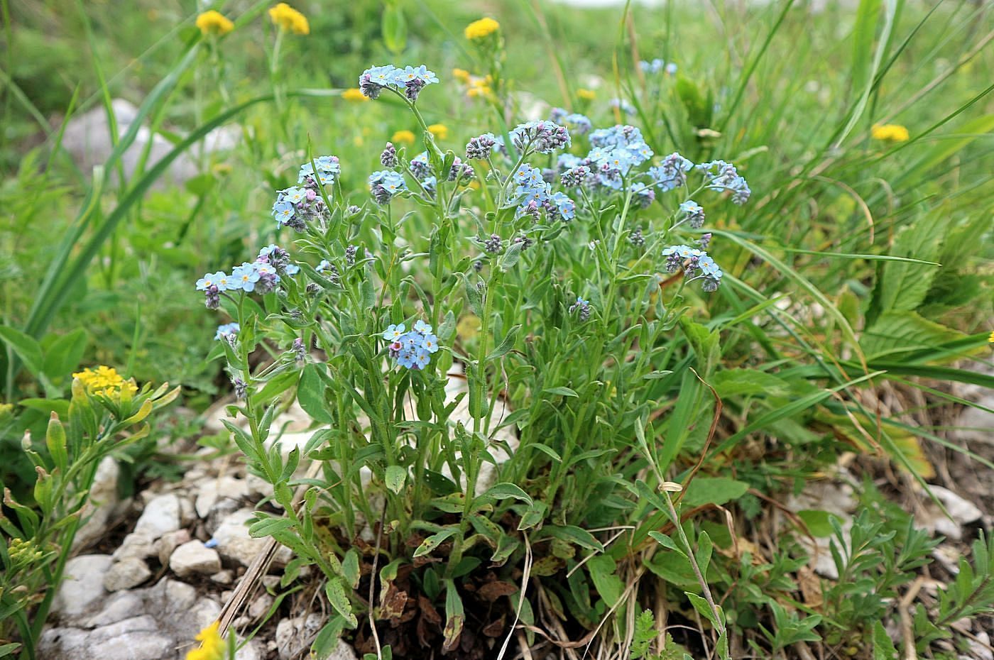 Image of Myosotis alpestris specimen.