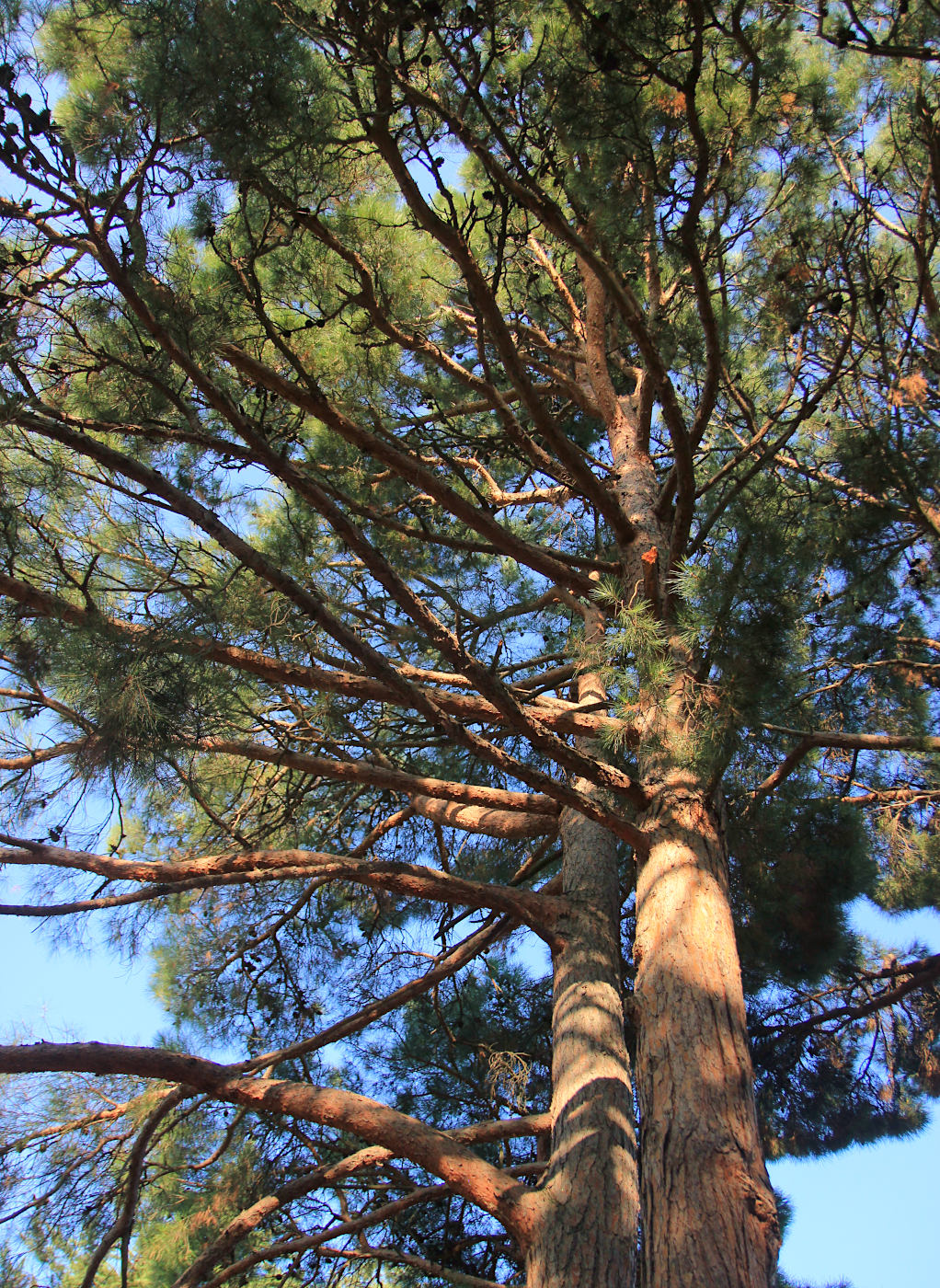 Image of Pinus pityusa specimen.