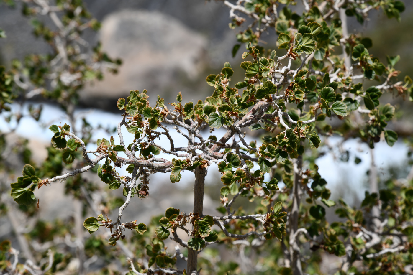 Image of Ribes villosum specimen.