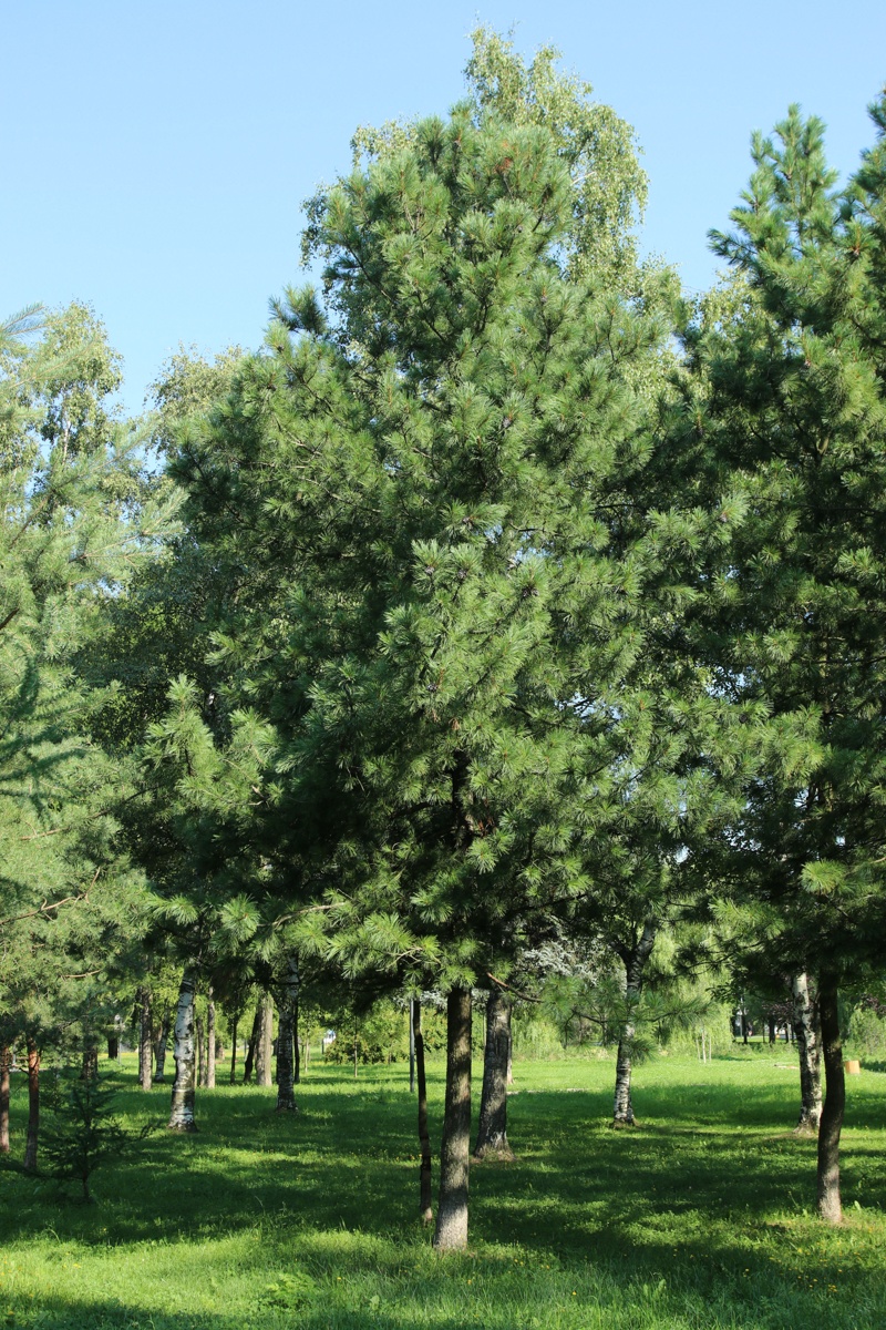 Image of Pinus sibirica specimen.