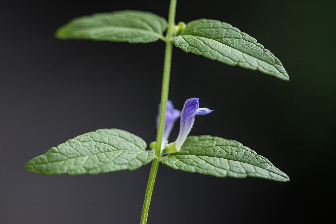 Image of Scutellaria galericulata specimen.