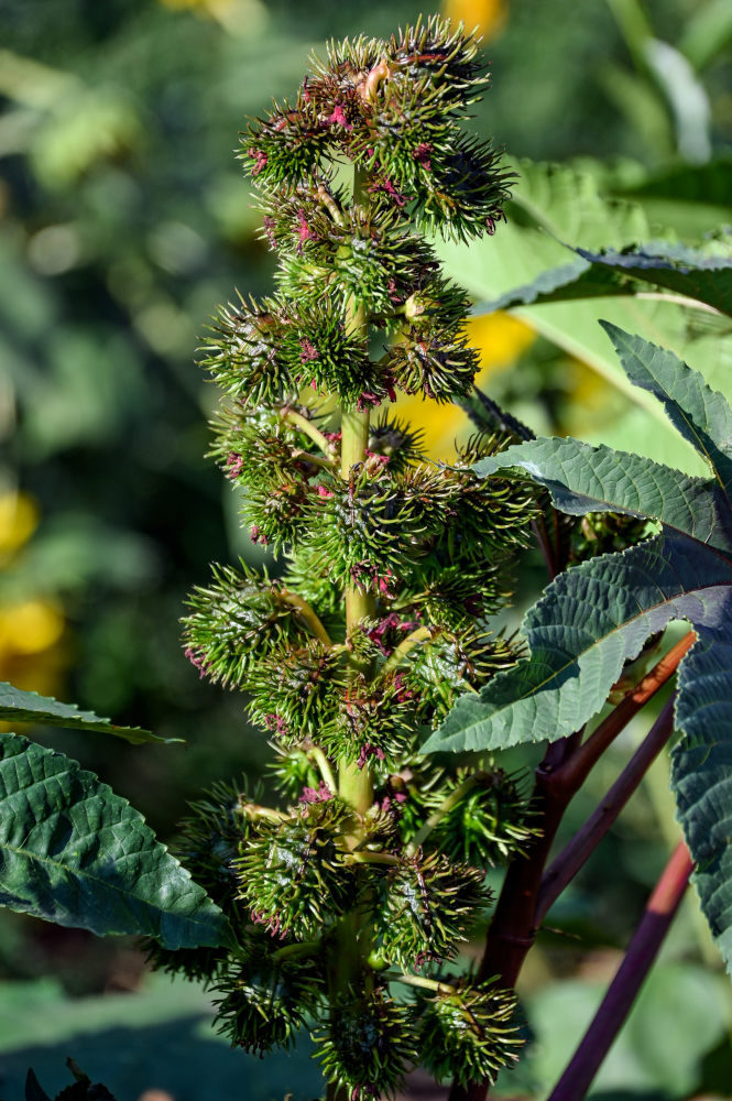 Изображение особи Ricinus communis.