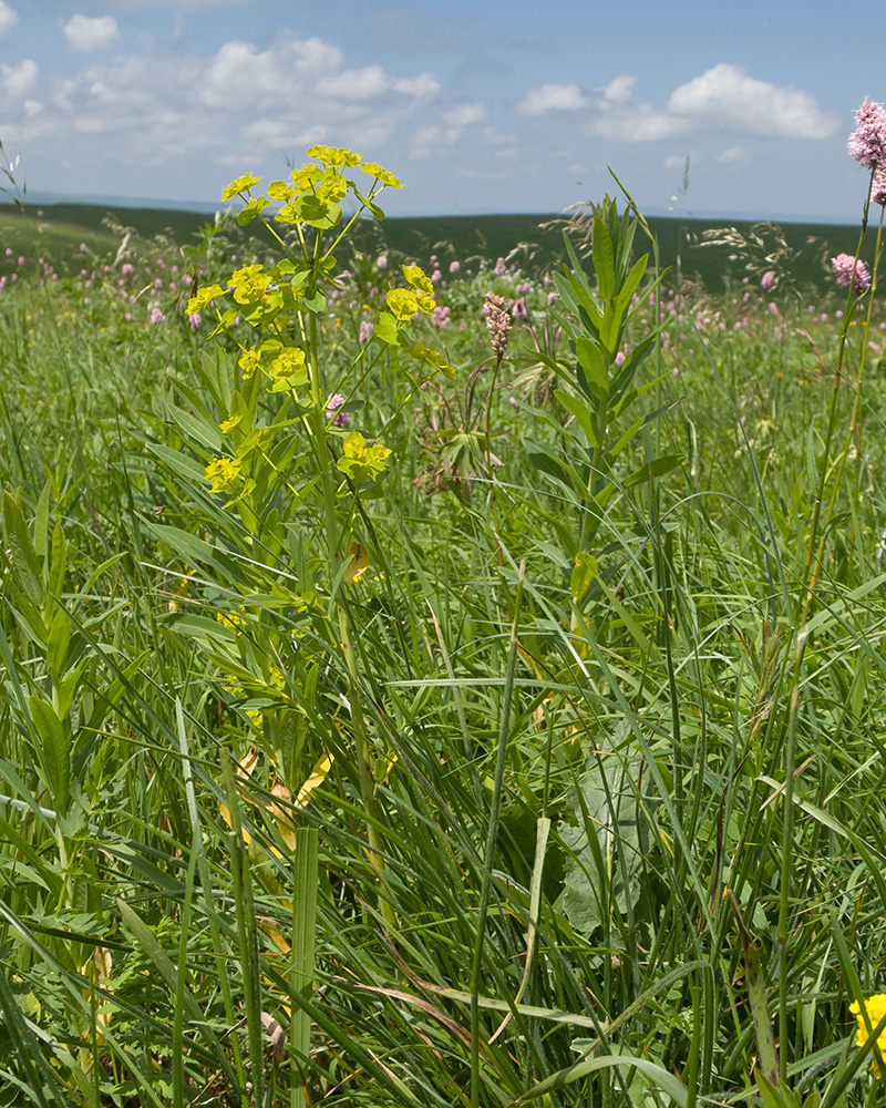 Image of Euphorbia iberica specimen.