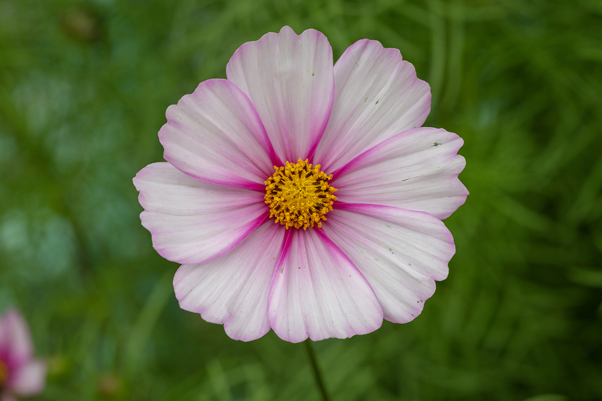 Изображение особи Cosmos bipinnatus.