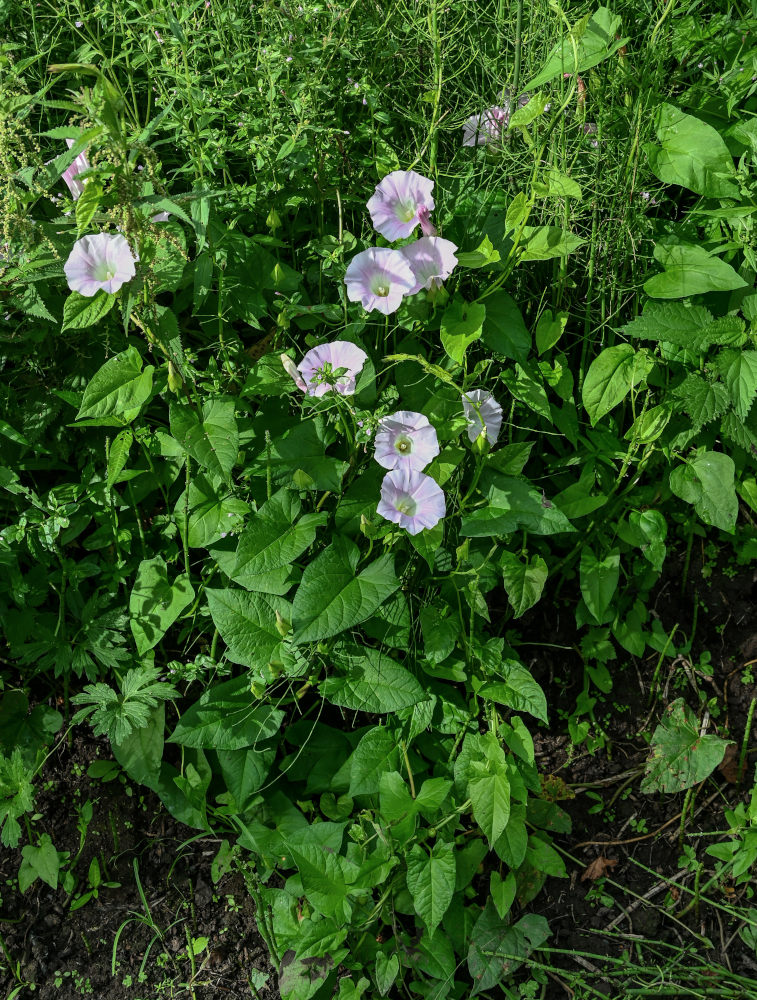 Изображение особи Calystegia spectabilis.