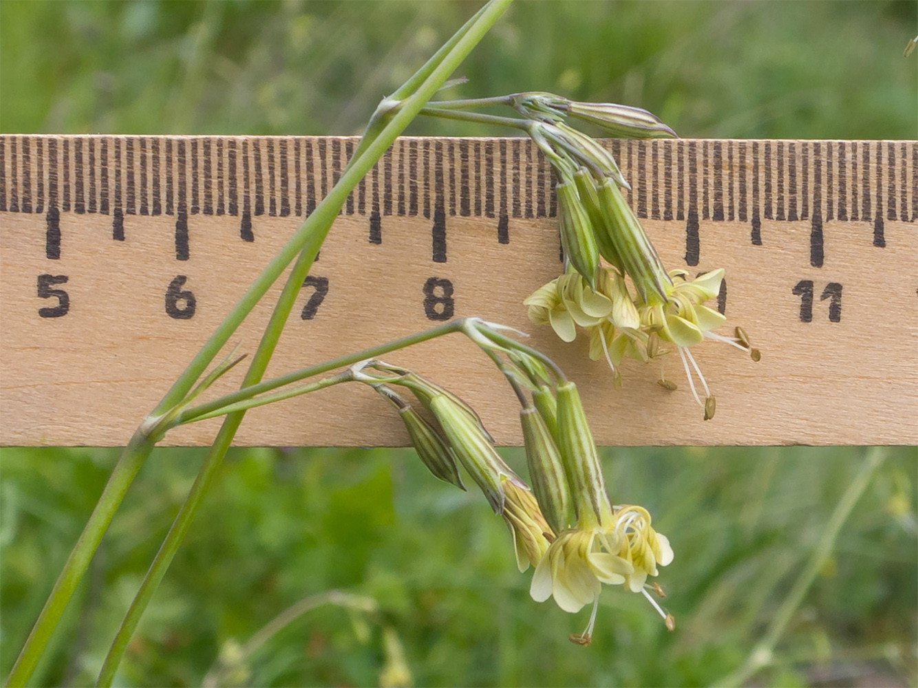 Image of Silene saxatilis specimen.