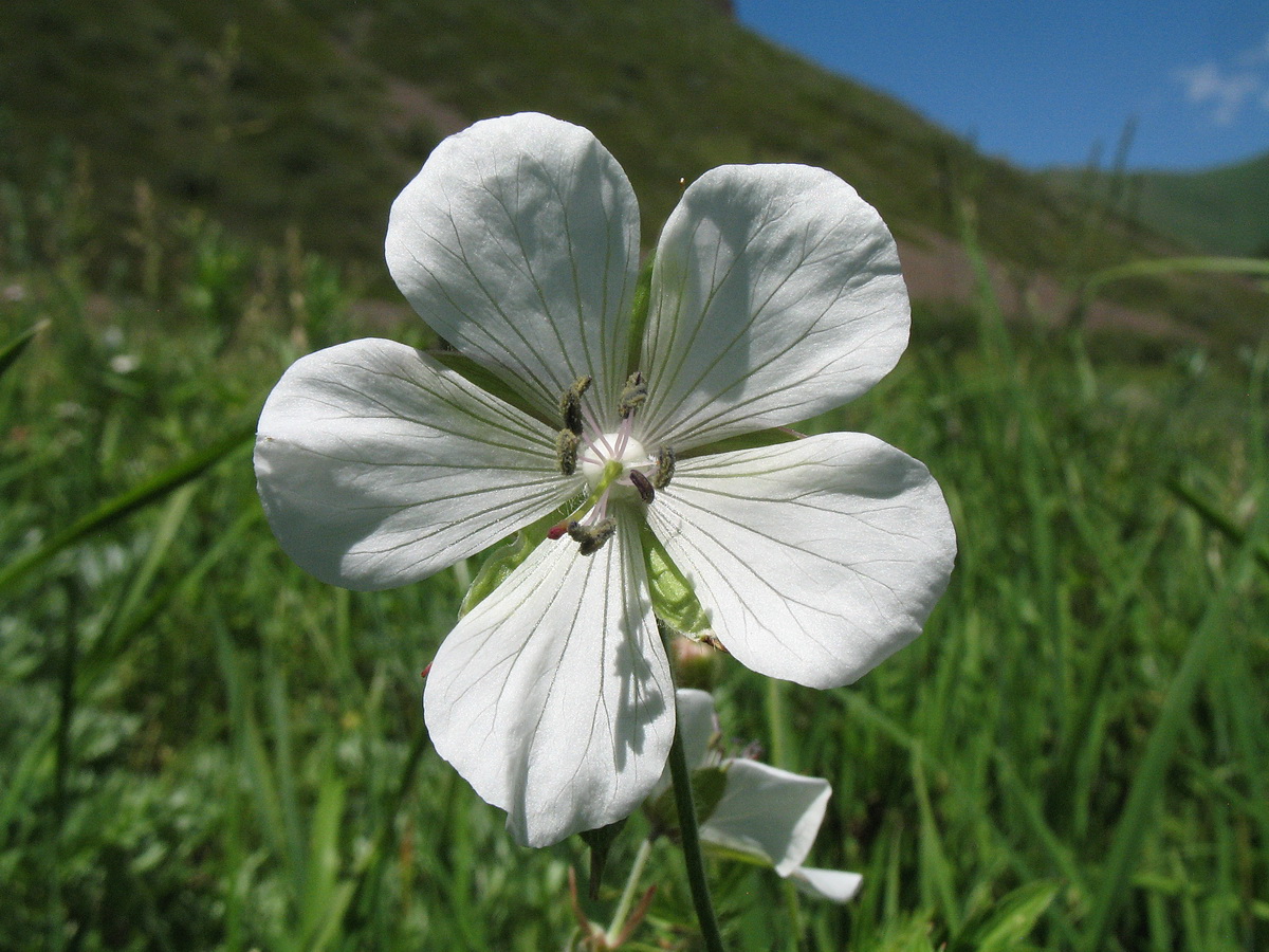 Image of Geranium affine specimen.